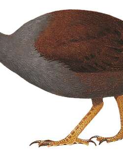 斑喉塚雉 / New Guinea Scrubfowl / Megapodius decollatus