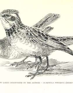 棕短趾百灵 / Somali Short-toed Lark / Alaudala somalica