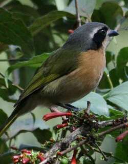 暗绿丛鵙 / Olive Bushshrike / Chlorophoneus olivaceus