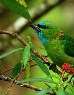 金枕拟䴕 / Golden-naped Barbet / Psilopogon pulcherrimus