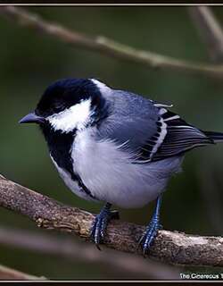 苍背山雀 / Cinereous Tit / Parus cinereus