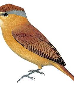 栗顶厚嘴霸鹟 / Chestnut-crowned Becard / Pachyramphus castaneus