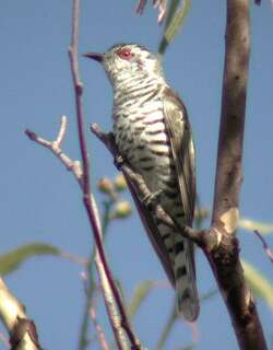 棕胸金鹃 / Little Bronze Cuckoo / Chrysococcyx minutillus