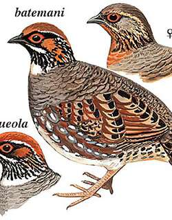 环颈山鹧鸪 / Hill Partridge / Arborophila torqueola