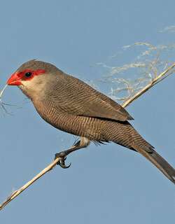 梅花雀 / Common Waxbill / Estrilda astrild
