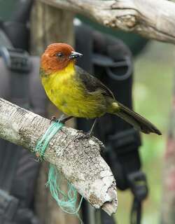 栗头薮雀 / Tepui Brushfinch / Atlapetes personatus