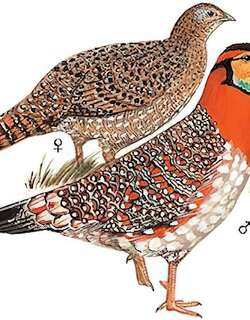 灰腹角雉 / Blyth’s Tragopan / Tragopan blythii