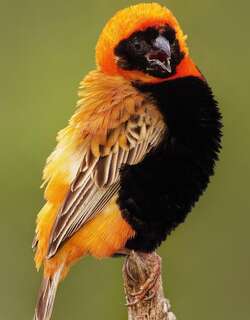 红巧织雀 / Southern Red Bishop / Euplectes orix