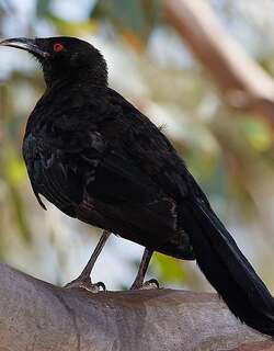 白翅澳鸦 / White-winged Chough / Corcorax melanorhamphos
