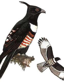 黑冠鹃隼 / Black Baza / Aviceda leuphotes