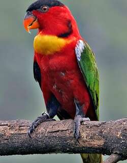 黄领鹦鹉 / Yellow-bibbed Lory / Lorius chlorocercus