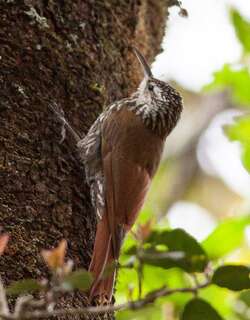 白纹䴕雀 / White-striped Woodcreeper / Lepidocolaptes leucogaster