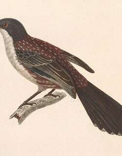 斑南洋鹛 / Spotted Crocias / Laniellus albonotatus