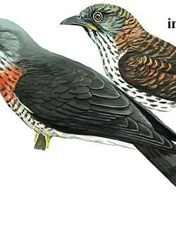 鹰鹃 / Large Hawk-Cuckoo / Hierococcyx sparverioides