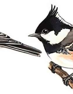 煤山雀 / Coal Tit / Periparus ater