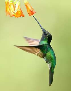 大蜂鸟 / Rivoli’s Hummingbird / Eugenes fulgens