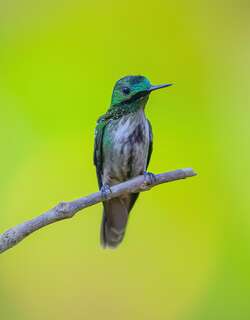 极乐冠蜂鸟 / Festive Coquette / Lophornis chalybeus