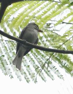 黑绿霸鹟 / Blackish Pewee / Contopus nigrescens