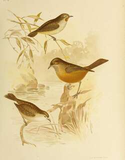 红喉刺莺 / Redthroat / Pyrrholaemus brunneus