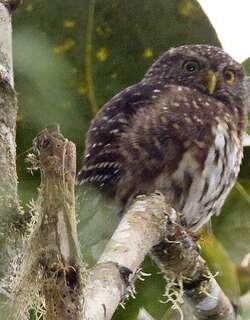 安第斯鸺鹠 / Andean Pygmy Owl / Glaucidium jardinii
