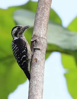 巽他啄木鸟 / Sunda Pygmy Woodpecker / Yungipicus moluccensis