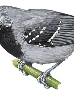 南美蚁鹩 / Rio Suno Antwren / Myrmotherula sunensis