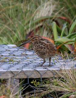 亚南极沙锥 / Subantarctic Snipe / Coenocorypha aucklandica