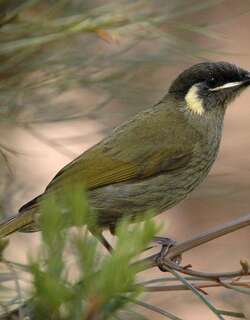 利氏吸蜜鸟 / Lewin’s Honeyeater / Meliphaga lewinii