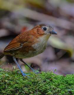 普氏蚁鸫 / Rusty-tinged Antpitta / Grallaria przewalskii