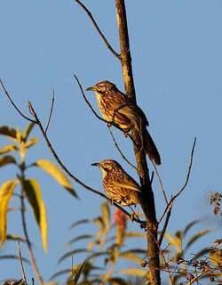 维多利亚山草鹛 / Mount Victoria Babax / Pterorhinus woodi