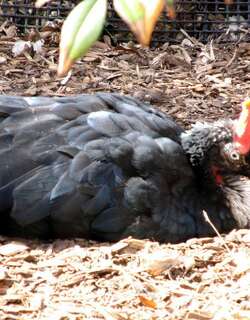 角冠雉 / Horned Guan / Oreophasis derbianus