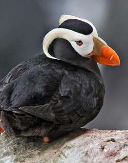 簇羽海鹦 / Tufted Puffin / Fratercula cirrhata