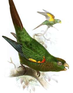 火红肩鹦哥 / Fiery-shouldered Parakeet / Pyrrhura egregia