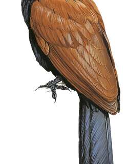 短趾鸦鹃 / Short-toed Coucal / Centropus rectunguis