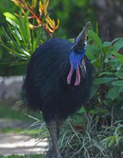 双垂鹤鸵 / Southern Cassowary / Casuarius casuarius