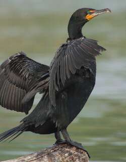 角鸬鹚 / Double-crested Cormorant / Phalacrocorax auritus