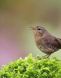 太平洋鹪鹩 / Pacific Wren / Troglodytes pacificus