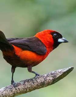 绯红厚嘴唐纳雀 / Masked Crimson Tanager / Ramphocelus nigrogularis
