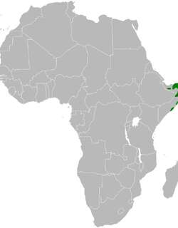 小拟戴胜百灵 / Lesser Hoopoe-Lark / Alaemon hamertoni