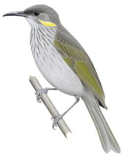 瓜岛吸蜜鸟 / Guadalcanal Honeyeater / Guadalcanaria inexpectata