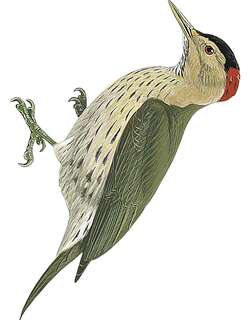 埃氏啄木鸟 / Elliot’s Woodpecker / Dendropicos elliotii