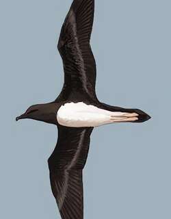 钩嘴圆尾鹱 / Tahiti Petrel / Pseudobulweria rostrata