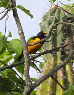 绒额歌雀 / Velvet-fronted Euphonia / Euphonia concinna