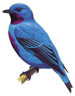 绿伞鸟 / Turquoise Cotinga / Cotinga ridgwayi