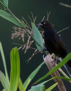 白眼黑鹂 / Pale-eyed Blackbird / Agelasticus xanthophthalmus