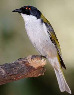 白颈抚蜜鸟 / White-naped Honeyeater / Melithreptus lunatus