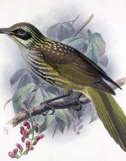 鬓吸蜜鸟 / Kioea / Chaetoptila angustipluma