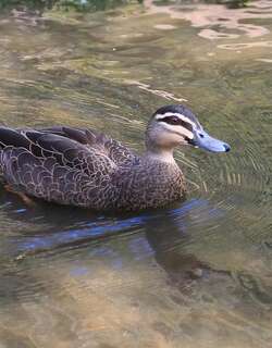 太平洋黑鸭 / Pacific Black Duck / Anas superciliosa