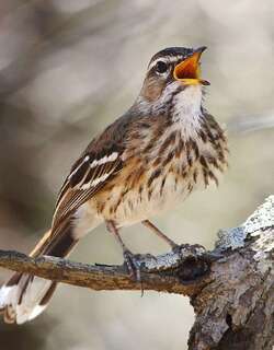 白眉薮鸲 / White-browed Scrub Robin / Cercotrichas leucophrys