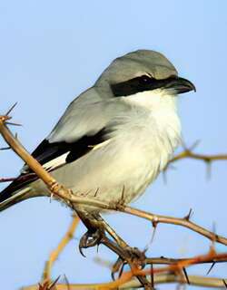 草原灰伯劳 / Steppe Grey Shrike / Lanius pallidirostris